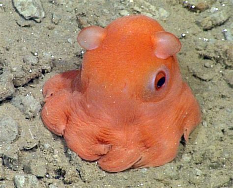 Monterey Bay Aquarium researcher Considers Naming New Octopus Species ...