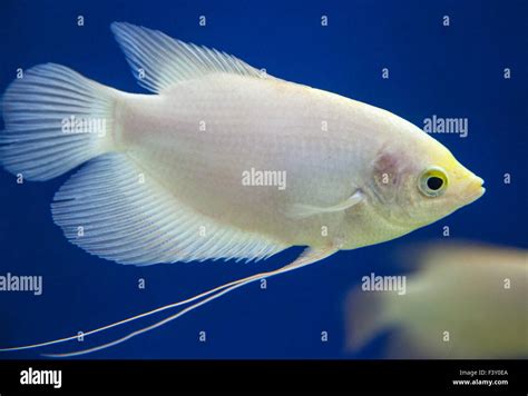 Ornamental fish in aquarium Stock Photo - Alamy