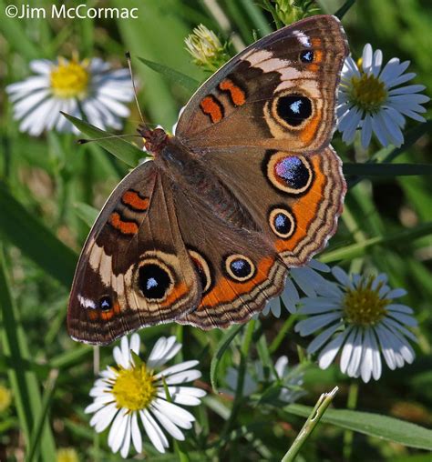 Ohio Birds and Biodiversity: Butterfly another buckeye popular in fall