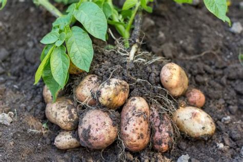 Russet Potato Plants