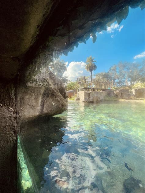 Nile Hippopotamus Exhibit - ZooChat