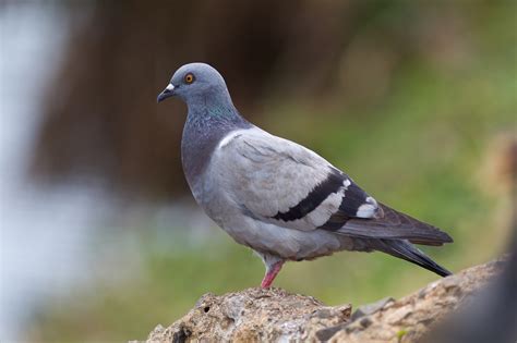 Feral Pigeon (Bird Guide of Los Santos Province, Panama) · BioDiversity4All