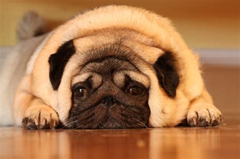 @Heather Creswell Pingel- Our Brutus was a cute, fat pug!!! | Fun stuff the kids pin | Pinterest ...