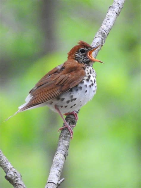 Pee Dee National Wildlife Refuge | U.S. Fish & Wildlife Service