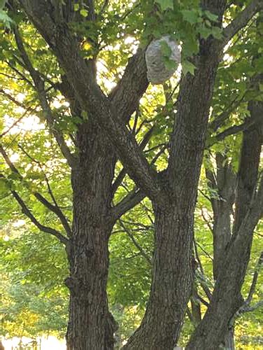 How Do Wasps Make Nests In Trees? A Social Wasp Nest In A Tree