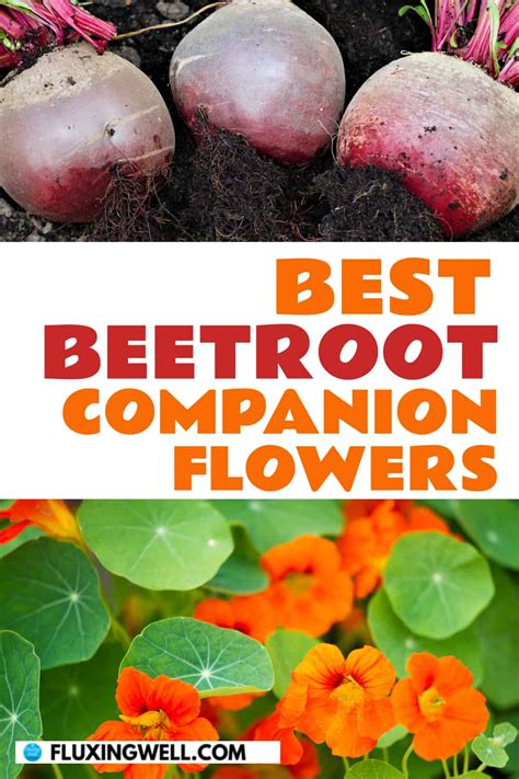 Companion Plants for Beetroot (+ Some to Avoid) - Fluxing Well