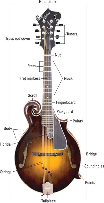 Anatomy of a Mandolin - dummies