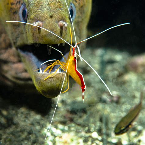 Cleaner shrimp cleaning moray Eel at Lawadi - Cruising The Edge