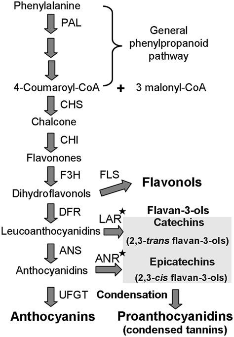 Schematic diagram of the flavonoid biosynthesis pathway, including main... | Download Scientific ...