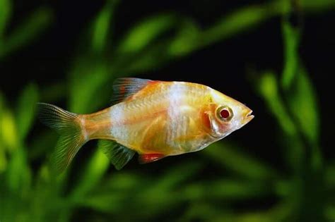 Tiger Barb Breed Profile: Complete Guide For These Playful Stripy Fish | Guides Online