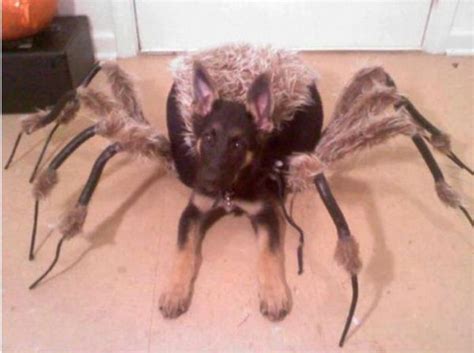 Spider-Dog, Spider-Dog - Neatorama