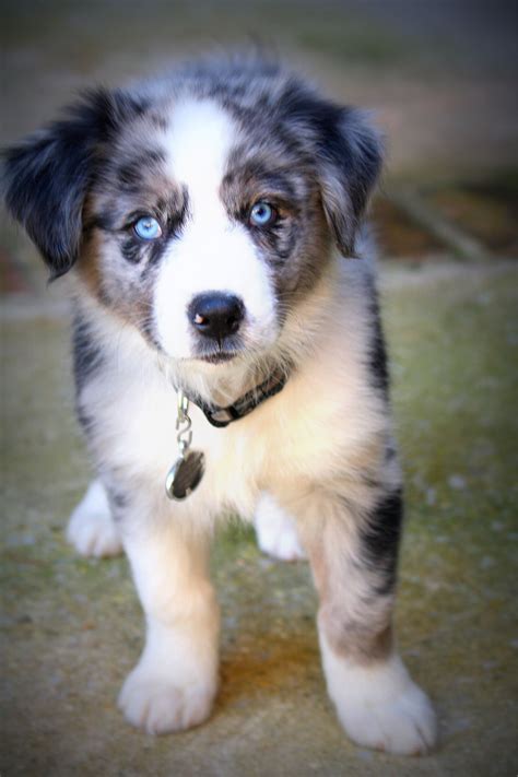 Australian Shepherd Blue Merle | Australian shepherd blue merle, Aussie dogs, Shepherd puppies