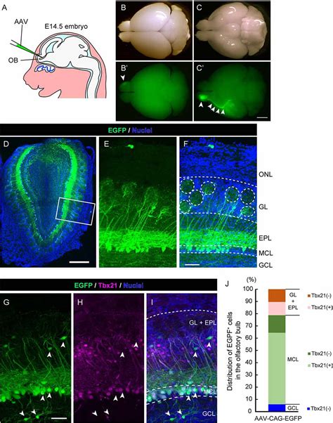 Frontiers | Adeno-Associated Virus-Mediated Single-Cell Labeling of Mitral Cells in the Mouse ...