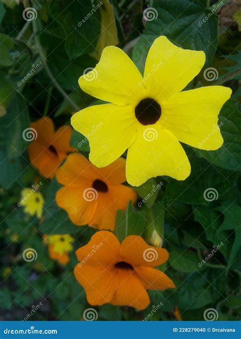 Thunbergia alata stock photo. Image of garden, blossom - 228279040