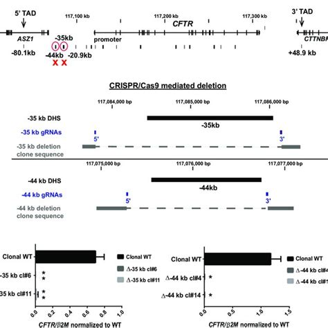 Deletion of the −35 or −44 kb CRE abolishes CFTR gene expression in... | Download Scientific Diagram