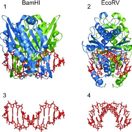 Crystal structures of specific enzyme–DNA complexes of BamHI (1) (23)... | Download Scientific ...