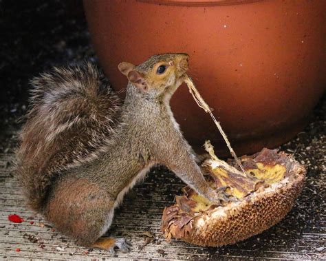 Squirrel Week 2019: Here are the winners of the Squirrel Week Photo Contest - The Washington Post