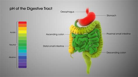 Everything you need to know about acid reflux and what you can do about ...