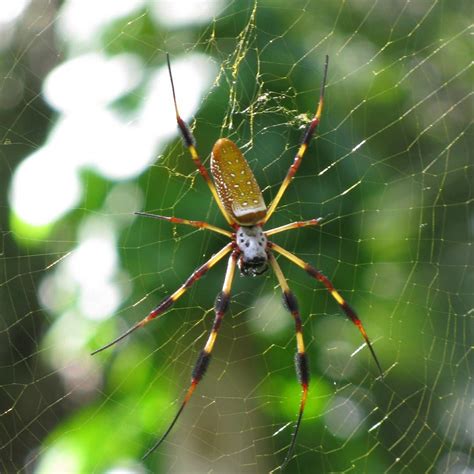 Golden Silk Orb-Weaver | NatureRules1 Wiki | Fandom