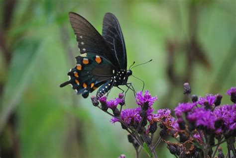 11 Butterfly Adaptations (Evolutionary Secrets!) – Fauna Facts