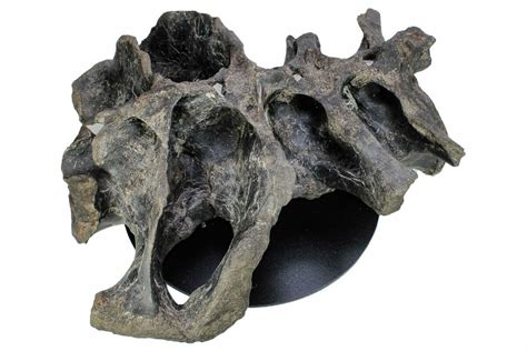 16" Fossil Ceratopsid (Achelousaurus) Sacrum - Montana (#264988) For ...