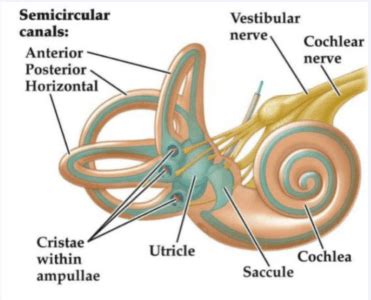 The Vestibular System & Lower Limb Rehab - Integrated Kinetic Neurology