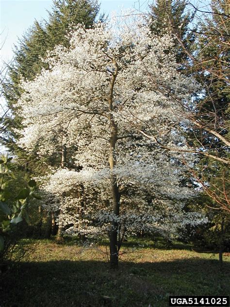 Canadian serviceberry (Amelanchier canadensis)