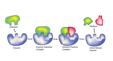 Enzyme Substrates & Reagents