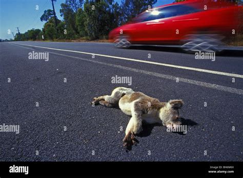 DEAD KOALA BY THE SIDE OF THE ROAD, AUSTRALIA, OCEANIA Stock Photo - Alamy