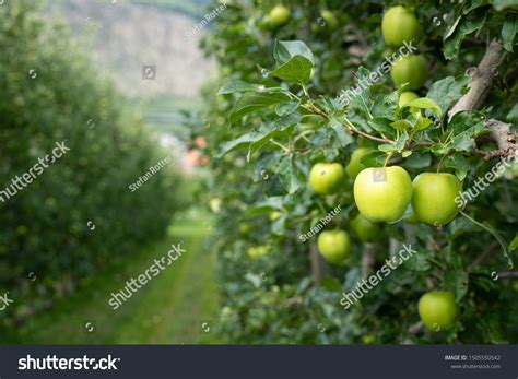 463 848 Green Apple Tree Images, Stock Photos & Vectors | Shutterstock