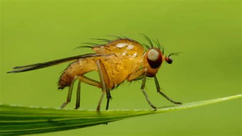 8 Crucial Differences between Gnats and Fruit Flies with Table - Animal Differences