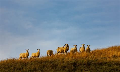 Drought-Resilient Farm Animals - Agriculture Loan