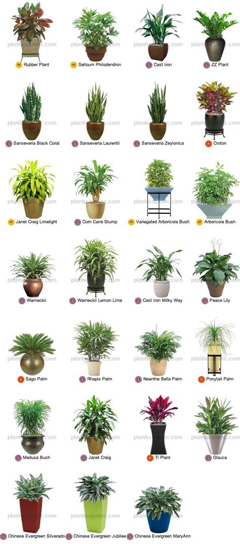 Small Tropical Plants for Interior Landscaping by Plantscape Inc. | Indoor tropical plants ...