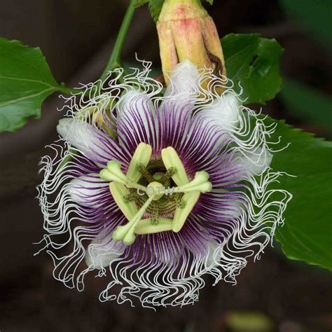 Passion Flower Purple Granadilla Passiflora Edulis - 10 Seeds