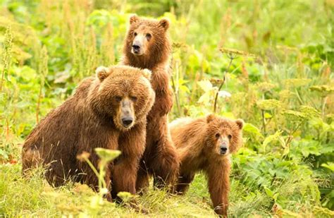 Kodiak Bear - Description, Habitat, Image, Diet, and Interesting Facts