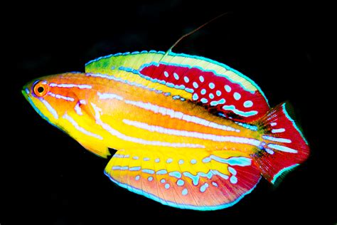 SOSF researchers record 500+ fish species in Seychelles, highlighting potential for a new marine ...