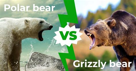 Polar Bear Vs Grizzly Bear Size Comparison