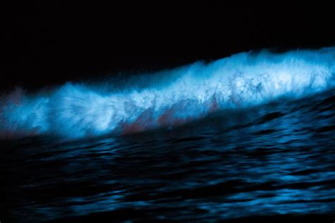 Six Ways to See Ocean Bioluminescence