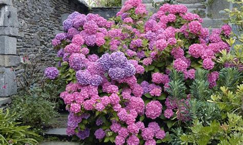 Keep summer alive with these late-flowering shrubs and trees | Daily Mail Online