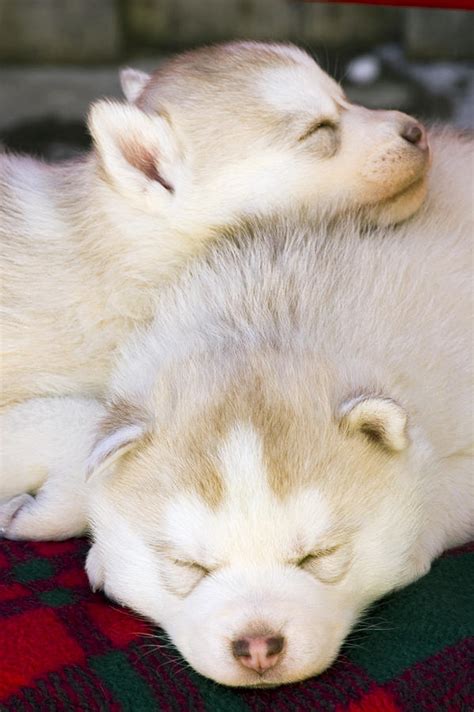 Closeup Of Husky Puppies Sleeping On Photograph by Michael DeYoung