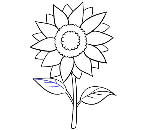 Sunflower Drawing Template at GetDrawings | Free download