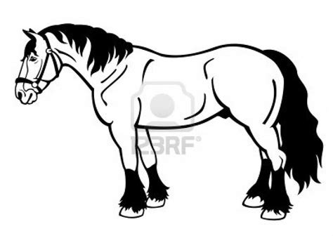 Miniature Horse, Draft Horses, Equus, Horse Breeds, White Background ...