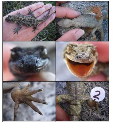 Identifying lizards