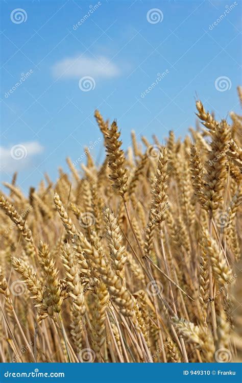 Wheatfield Stock Photo - Image: 949310