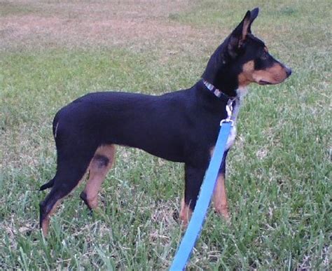 DOBIE located in Durbin, WV was saved