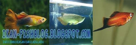 Ikan-Fish Blog: Gallery