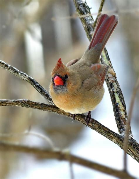 Northern Cardinal Female In Winter Photograph by Lyuba Filatova