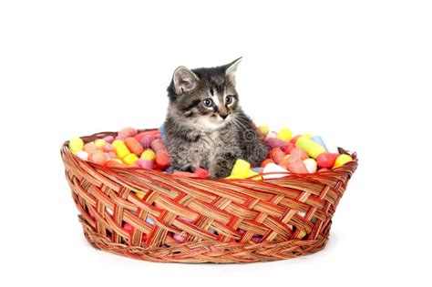 Black kitten in a basket stock image. Image of feline - 18467545