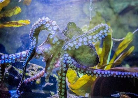 Inky the octopus escapes from New Zealand aquarium, heads back to the ocean - al.com