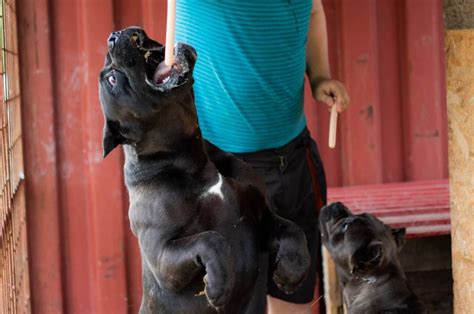 Cane Corso German Shepherd mix - a remarkable cross breed (+photos ...